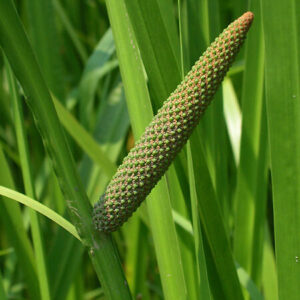 Άκορος (ρίζα)