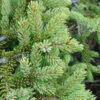 Wild Black Spruce