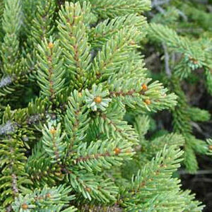 Wild Black Spruce