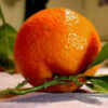mandarin orange