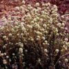 Marjoram