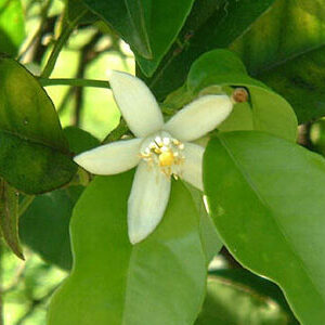 neroli