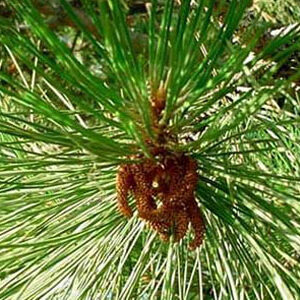 πευκο βελονες