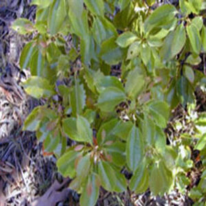 ραβιντσαρα