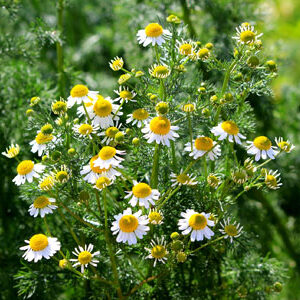 χαμομηλι μαροκινο