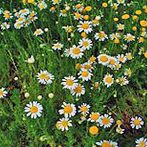 χαμομηλι ρωμαϊκο