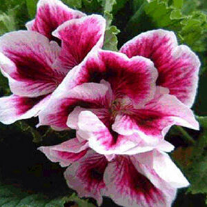 αρμπαροριζα